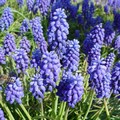 Grape Hyacinth - Muscari Armeniacum